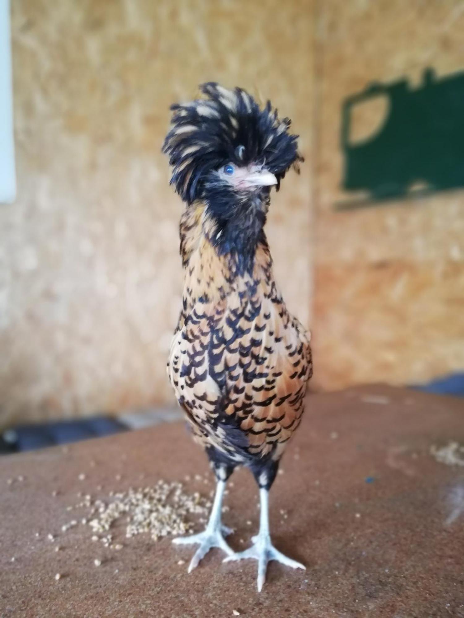 Gite Les Anes De Medeina Ingrannes Bagian luar foto